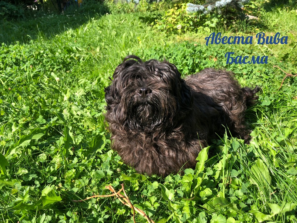 Русская цветная болонка Авеста Вива Басма