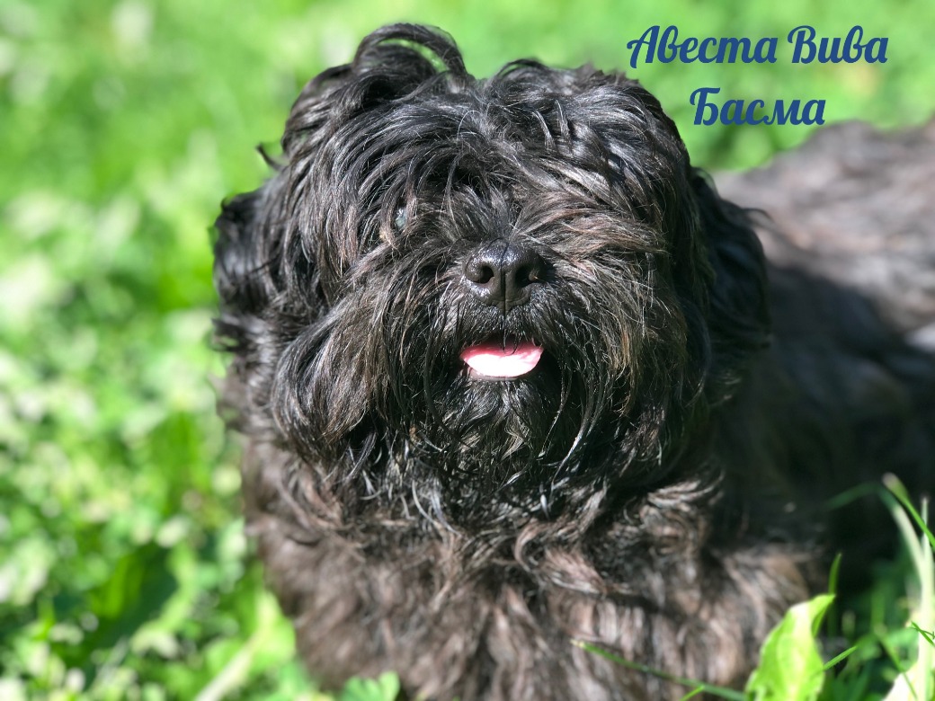 Русская цветная болонка Авеста Вива Басма