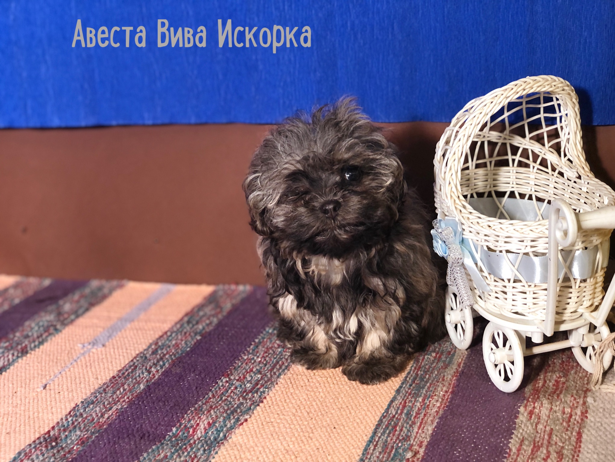 Русская цветная болонка Авеста Вива Искорка