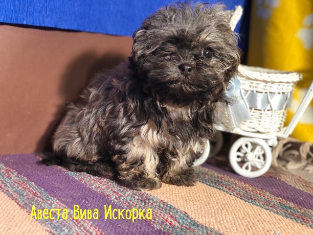 Русская цветная болонка авеста Вива Искорка