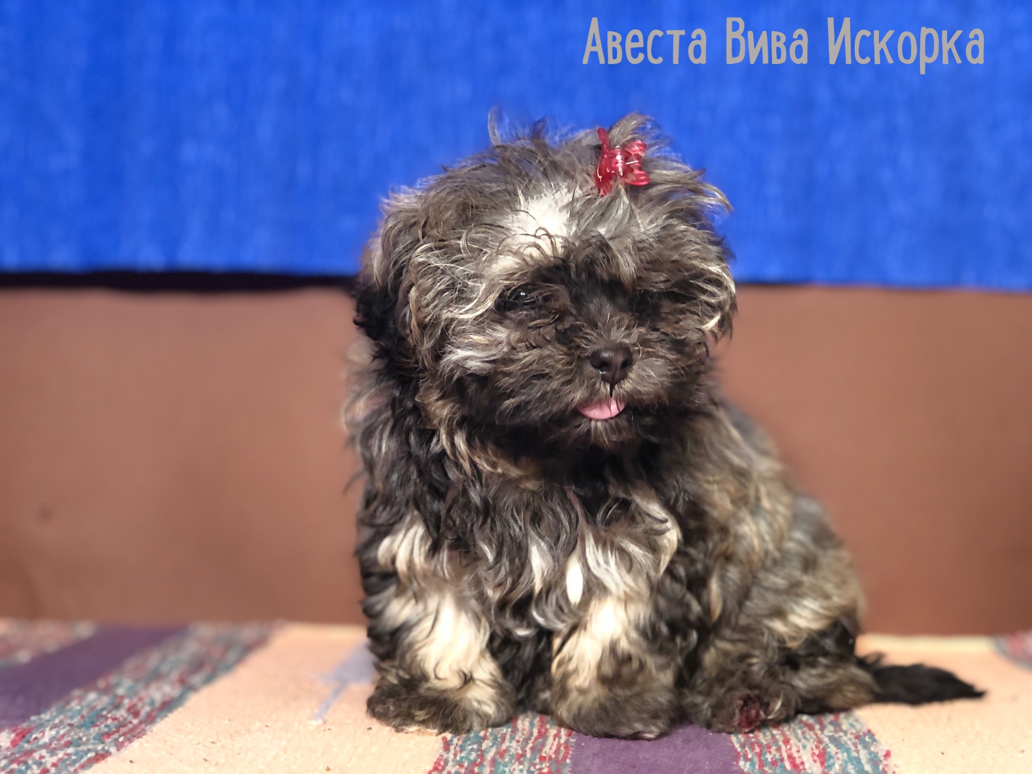 Русская цветная болонка авеста Вива Искорка